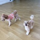 어썸 강아지 호텔 & 목욕 이미지