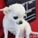 강쥐세상 이미지