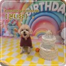 비슬로481길 | [대구 달성군 애견카페] 온니담 / 넓은 실내와 천연 잔디운동장!