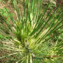 황금소나무 이미지