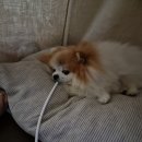 분당제일의료기 이미지