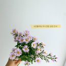 수련플라워 이미지