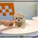 퍼피얌 그루밍 | 수원애견분양 미니말티푸 퍼피에몽 후기