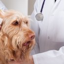 24시 산들산들 동물병원 이미지