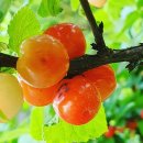 앵두펜션 이미지