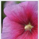 천안신촌초등학교 이미지