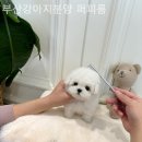 퍼피얌 그루밍 이미지