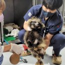 서울시 야생동물 구조관리센터 조선일보