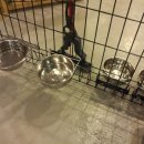 아이러브 애견 이미지