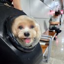 시현애견사랑 네이버블로그