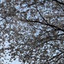 권대식의 참치회방꾼 이미지