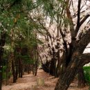 과천-과천-과천11호 Daum카페