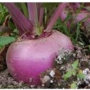 아틀라스 트레이닝(Atlas) 이미지