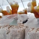 진기농장 이미지