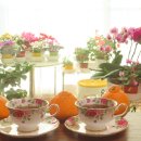 예쁜커피나무 이미지