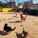 해들유치원 | 양산 애견유치원 깐깐하게 뜯어본 숲속댕토리 답사 후기 24시간 선생님과 밀착 침대 취침 부산 픽드랍...