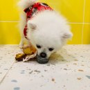 멍뭉호텔 이미지