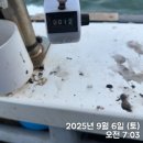 달성낚시 | 쭈꾸미 선상 낚시 보령권 무창포 출조 폭망 후기 (25.9.6)