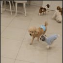 부산애견호텔 강아지유치원 애견미용 맘바이 수영구점 이미지