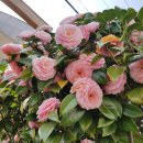 여수소호동우체국 이미지