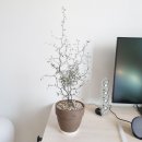 크로키아 이미지