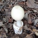 흰알광대버섯 이미지