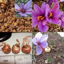 세계에서 가장 값 비싼 향신료 사프란(saffron)의 과학적 효과 이미지