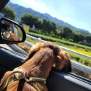 충주위담통합병원
2층 공용 | 애견동반호텔 켄싱턴리조트 충주 강아지숙소