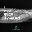 유니동물병원 | 동구동 동물병원 고양이 변비, 거대결장 관장 치료 후기