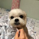 러블리 강아지 이미지