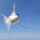 북극제비갈매기 [Arctic tern (Sterna paradisaea)] - ③ 이미지