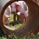 김영찬농장 이미지