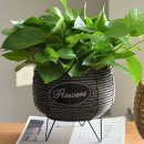 플랜테리어 홈가드닝 이미지