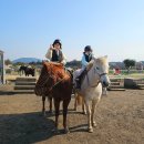 하나로목장 | 제주 동쪽 아이와 가볼만한곳 승마체험 카트체험 목장카페 드르쿰다