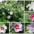 무궁화농장 이미지