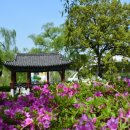 천안삼거리공원과 연산홍 꽃 이미지