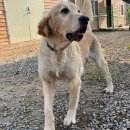 오늘도 즐겁개 이미지