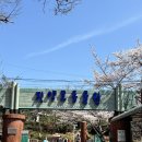소싸움경기장 | [국내여행] 진주&amp;산청 벚꽃 여행 (3/28~29)