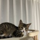 윤쌤동물병원 이미지