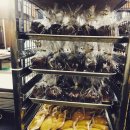 한일오르듀 이미지