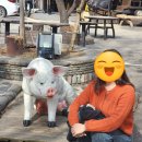 유영순농장 네이버블로그