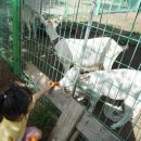 달콤한우리사이 | 두드림농장, 포항 동물 체험 할 수 있는 주말에 아이랑 가볼만한 곳, 과일따기 이색 팜투어