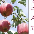 충주꿀사과농원