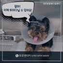 강남동물메디컬센터 네이버블로그