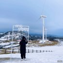 대관령 삼양라운드힐(삼양목장) 강풍 뚫고 다녀온 후기ㅣ온라인 예약 방법, 그린시즌 정보