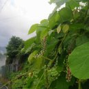 토담농가 이미지