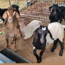 석연농장 | 남양주 흑염소즙, 이 가격에 진짜 가능할까요?