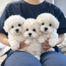 슈니바니