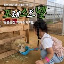 관상농장 | 용인 포레스트 벨 동물농장 아이랑 먹이주기 체험