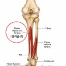 족저근막염이 잘 낫지 않는 이유? 숨은 원인, 장지굴근(Flexor Digitorum Longus) 트리거포인트 실전 테크닉 이미지